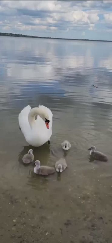 Ещё одно семейство лебедей появилось на лимане в Днестровске