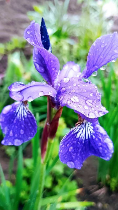 ������� �������� �������