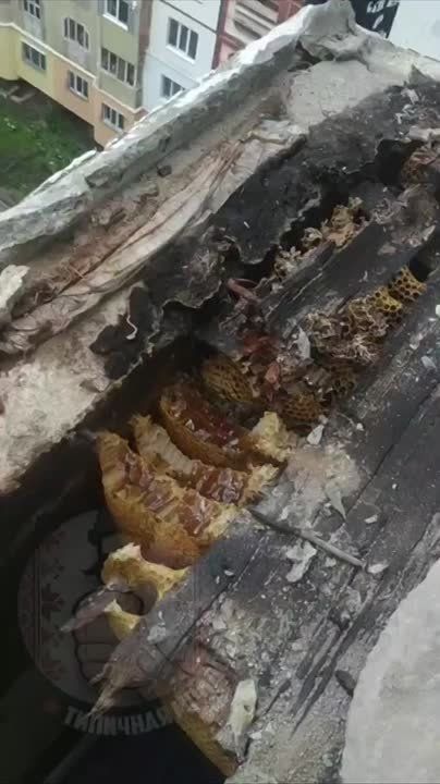 ������ �������� �������� ���� ����������, ����� ��������� � ���� �� ������� 9 ����� �������� ���� � ����