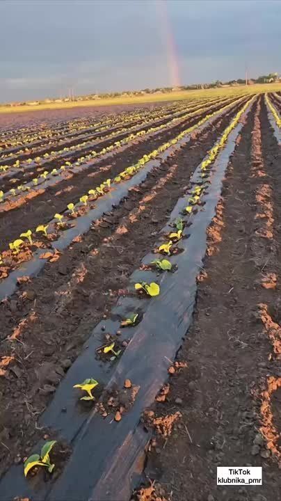 ������ ����. ������ ������, ����� � �����