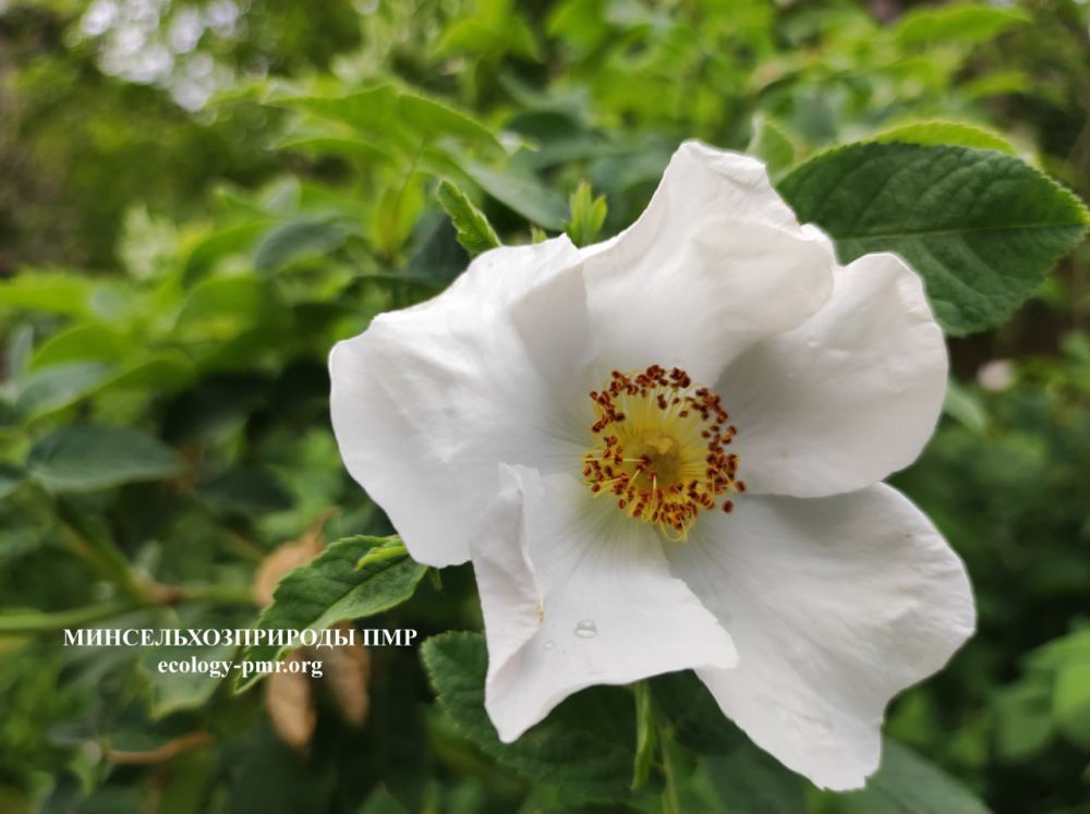 ������� ����!. ������� ������ �� �������, 21 ���