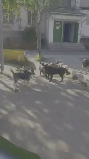      ,        