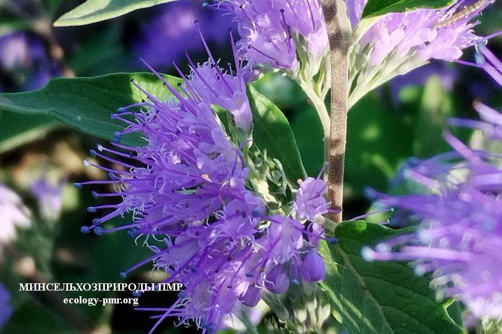 ���� ������������ ����� � ���������� � ���������� ����������������