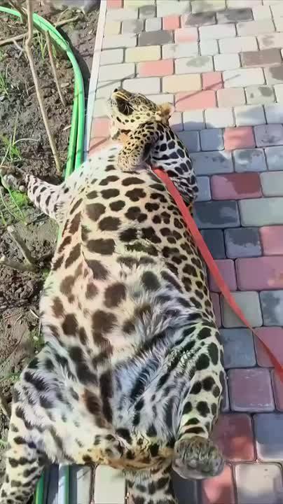 В сети завирусилось видео с домашним леопардом, которого, по всей видимости, очень любят