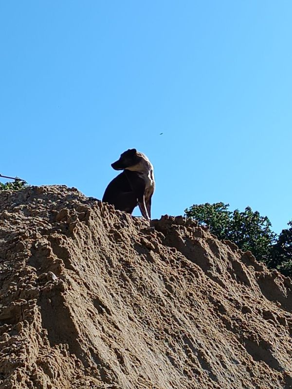 В Каменке пёс взобрался на гору песка и следит, как меняют ливнёвку по Ленина