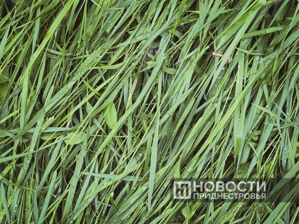 �������������: �� ��������� ������ ������� ������� ��������������� �����, �������� �����