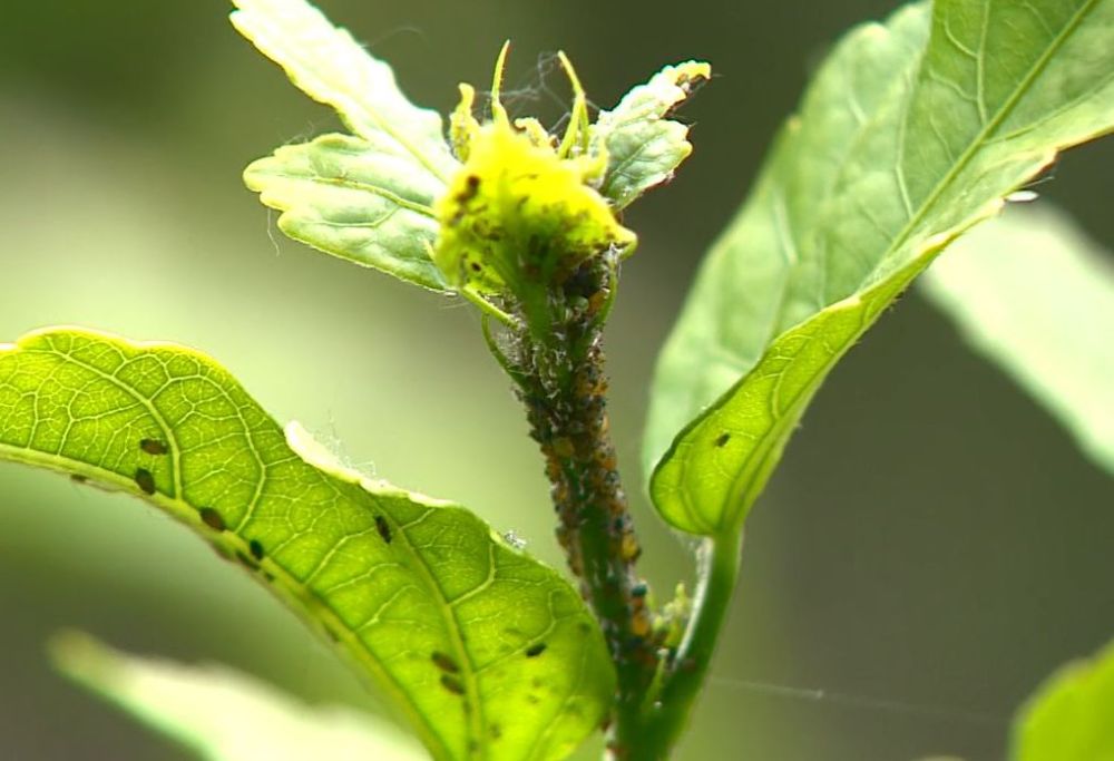 � ������������� ��������� ���