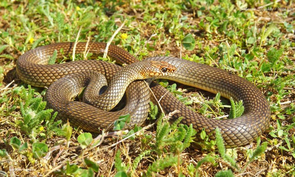 ����� ������ ���� �������� ������������� ���� ������ ��� ������� ���������� �����