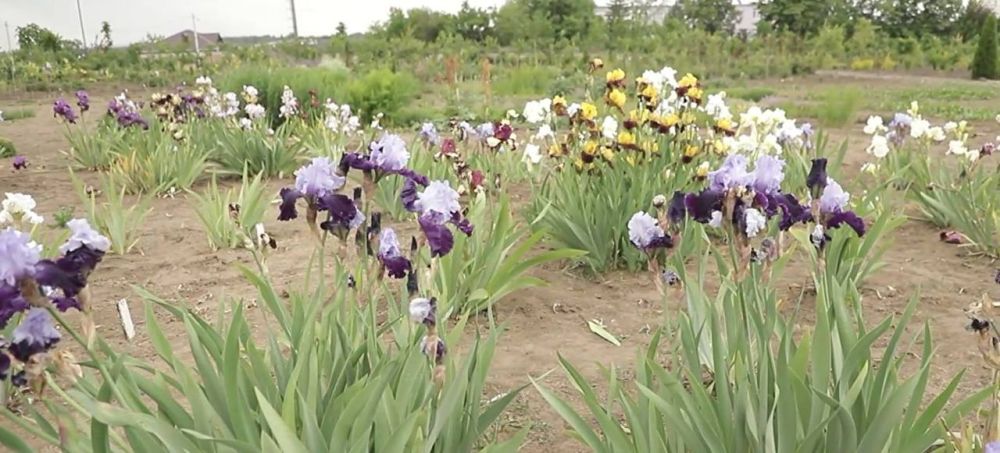 �� �������, ������� ���������� ���� ������������, ��������� �� �������