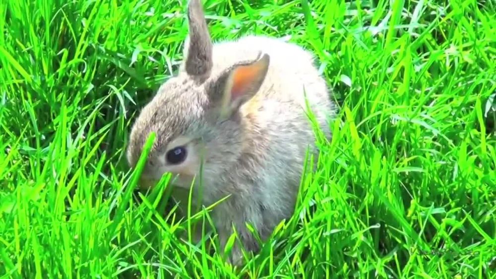 ������ ������� � �������. ��������� ��� �������������, ����� ������ ���� � �����