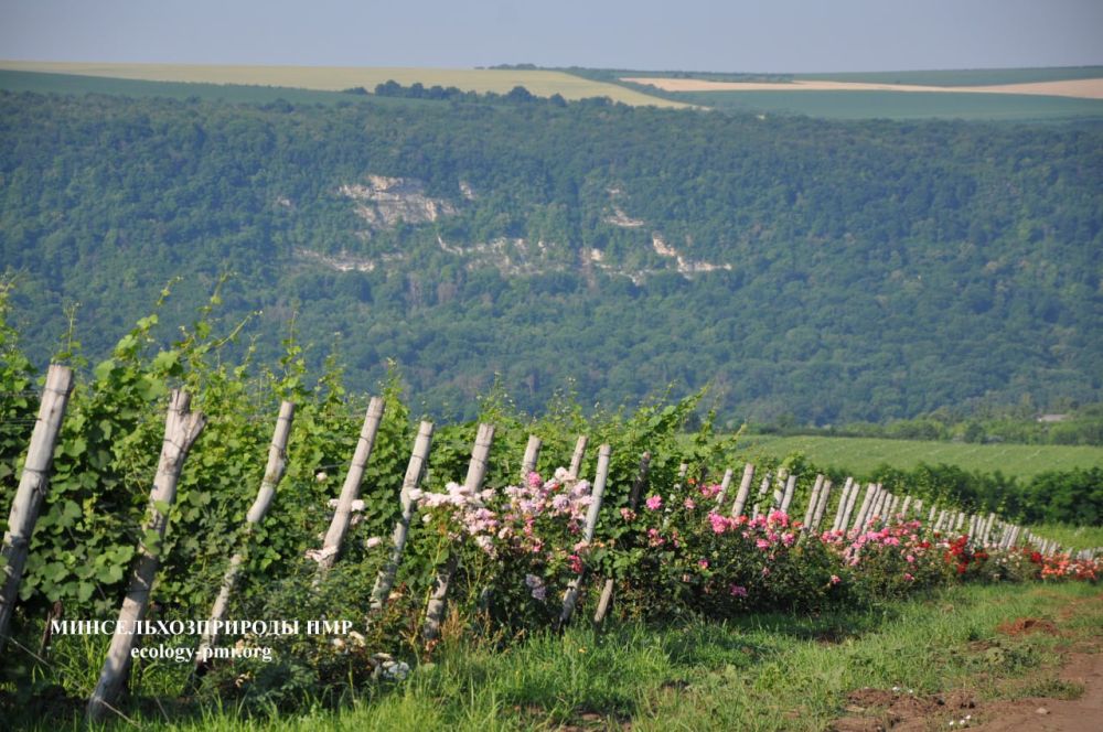 ������ ������ �� �������� ����������� �������������