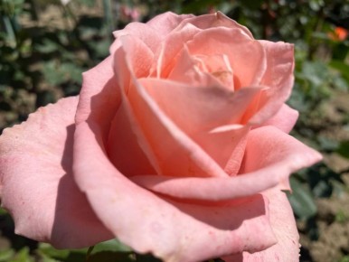 23    ,      ,  