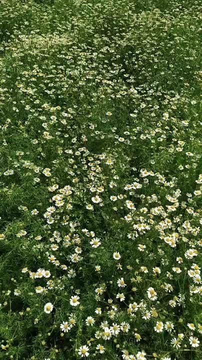 ���� ��� ������ �����