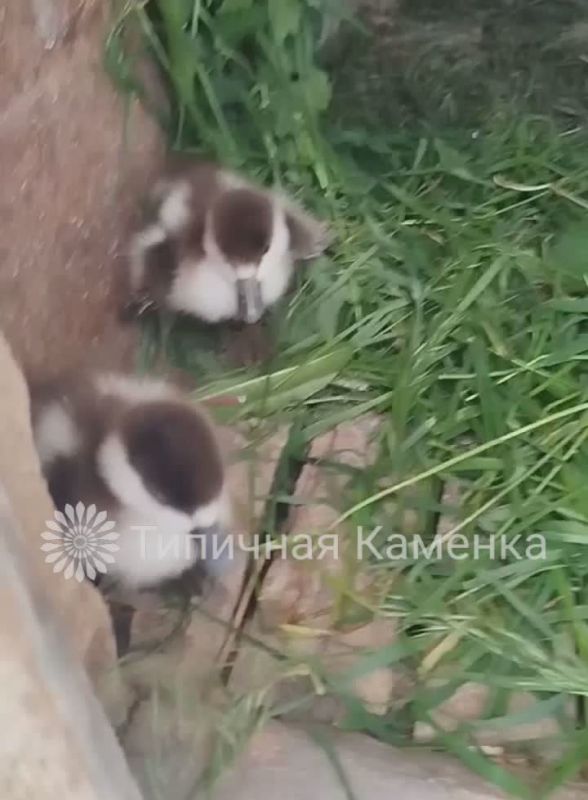 � ��������� ����� ������������� �������� ������ 5 ����