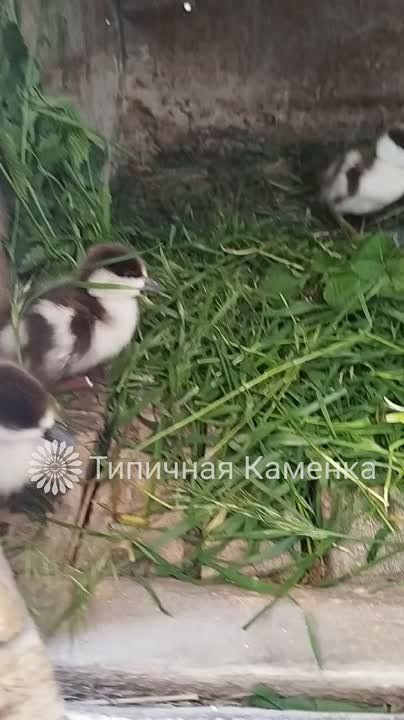 В Каменке неравнодушные граждане спасли 5 утят