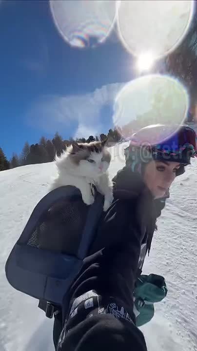 ����� �� ���������, ������� ����� ����� �������� �� ���������