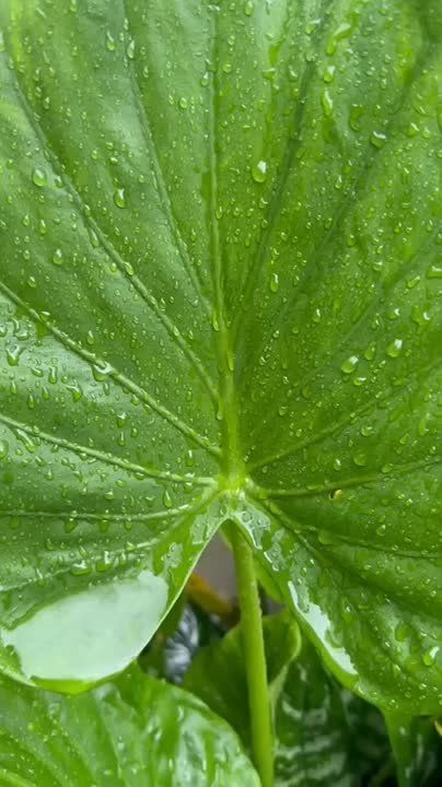 ������ �� �������