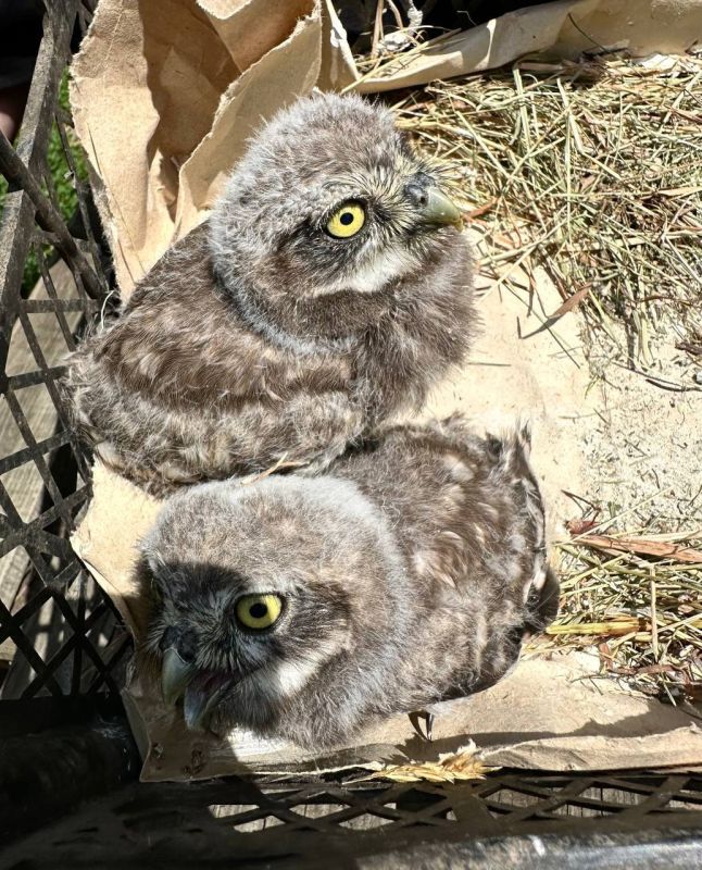 � ���� �������� ���������� ������� �����