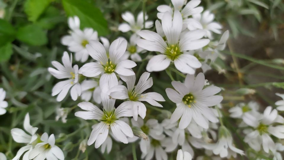 ������� ������ �� �������, 2 ����