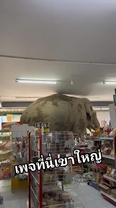 В Таиланде слон забрёл в магазин, обчистил полки с крекерами и спокойно ушёл