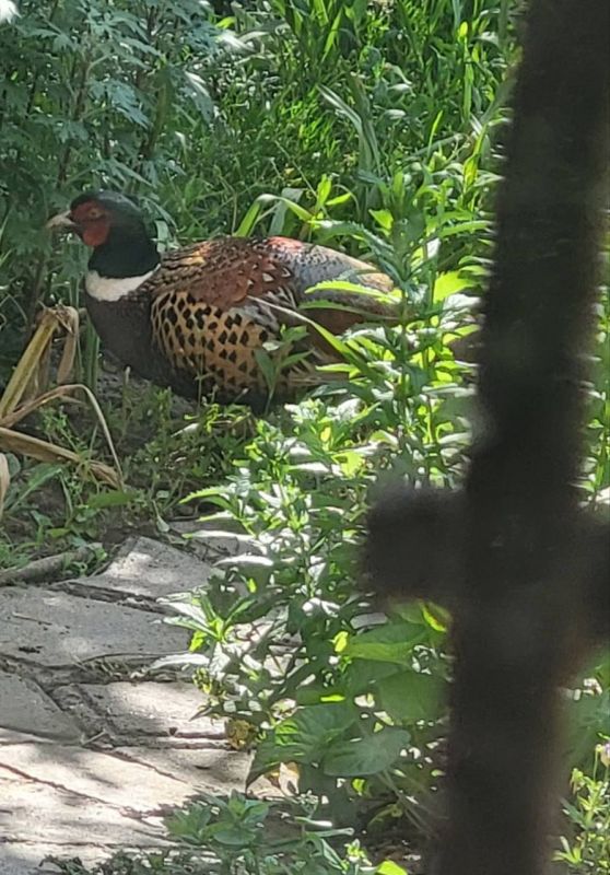 ��������������� ������ ����� ��������, ����� ��������