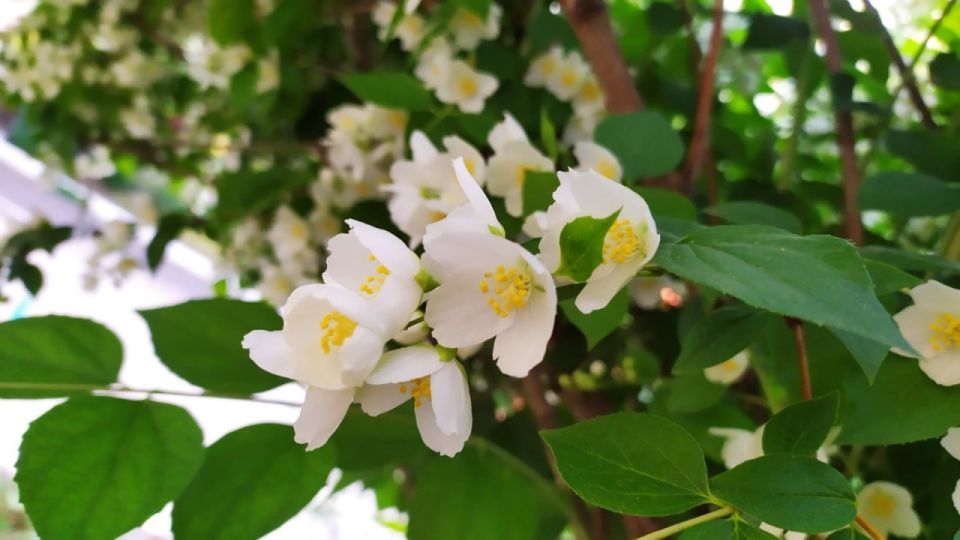 ������� ������ �� �������, 5 ����