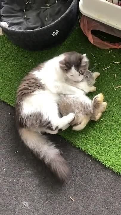 Коты и кролики могут легко подружиться — у них это получается легче, чем с другими животными