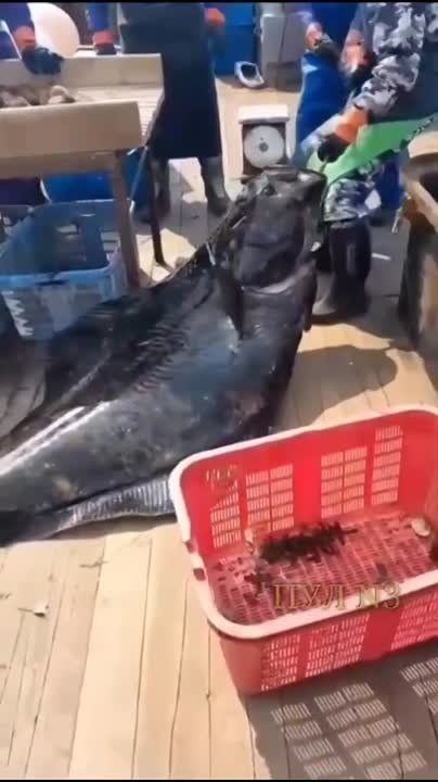 �������� �� ���� ������! ��� ��� �������!�: