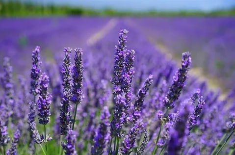 ������ ���������� � ������� ����� ������� ��� � ��� ������� � �����������