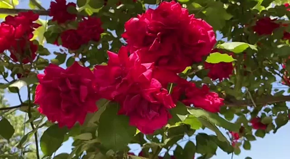 ������� ����������� ����� ������ � ����� ������� � 9 ���� ���������� ������������� ���� ������