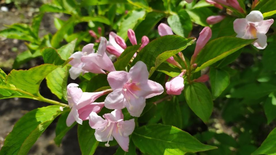 ������� ������ �� �������, 9 ����