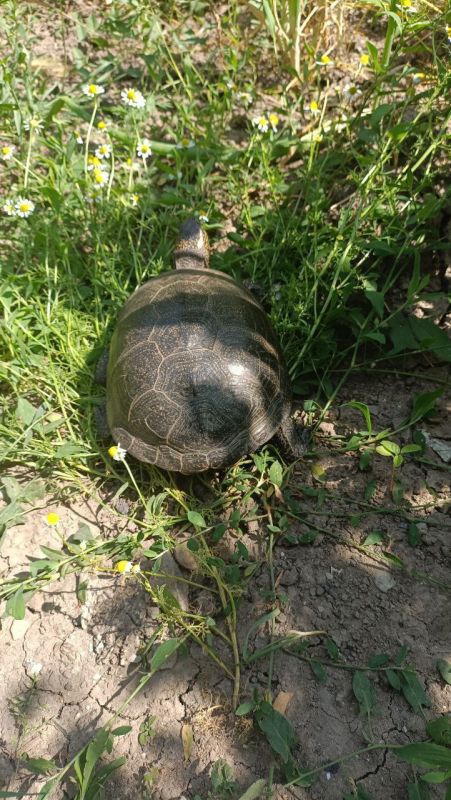 � ��������� ������ �������� �������� ��������