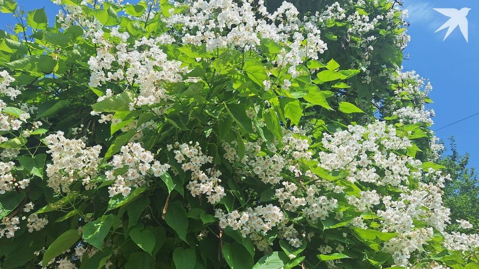 ���������, �������, ������: ������� ������� ���� �������� ��������, ������ � ������������ ����� ���� � �� + 30 ��������