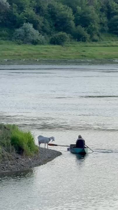 В Каменке дедуля возит свою козу на остров, чтоб та паслась