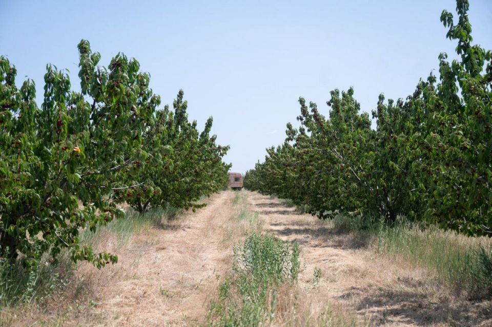 Урожайность вишни в саду «Провентус» у села Чобручи — рекордная