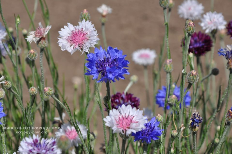 ������� ����!. ������� ������ �� �������, 16 ����