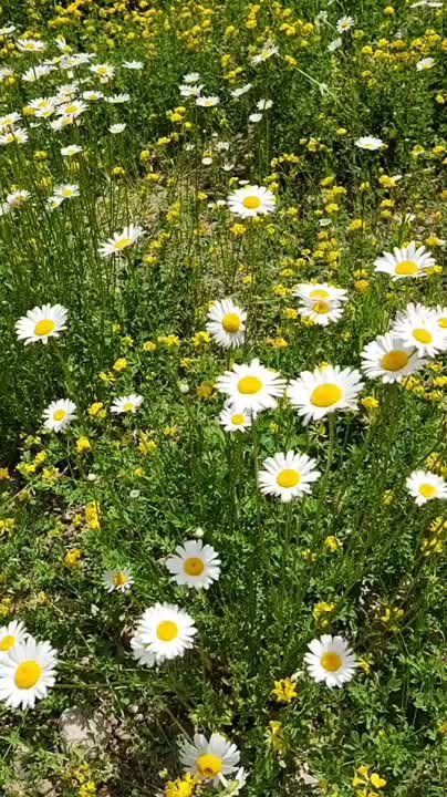 ������ �� �������