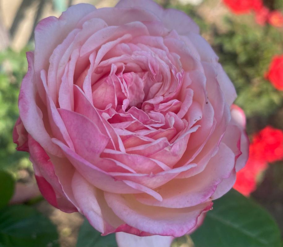 ��� �������� ��������� ����� �� ����� �� � ��, 17 ���� ��������� ���������� ����������, �� ������ �������� ��� ������� ��������������� �����, �������� �����