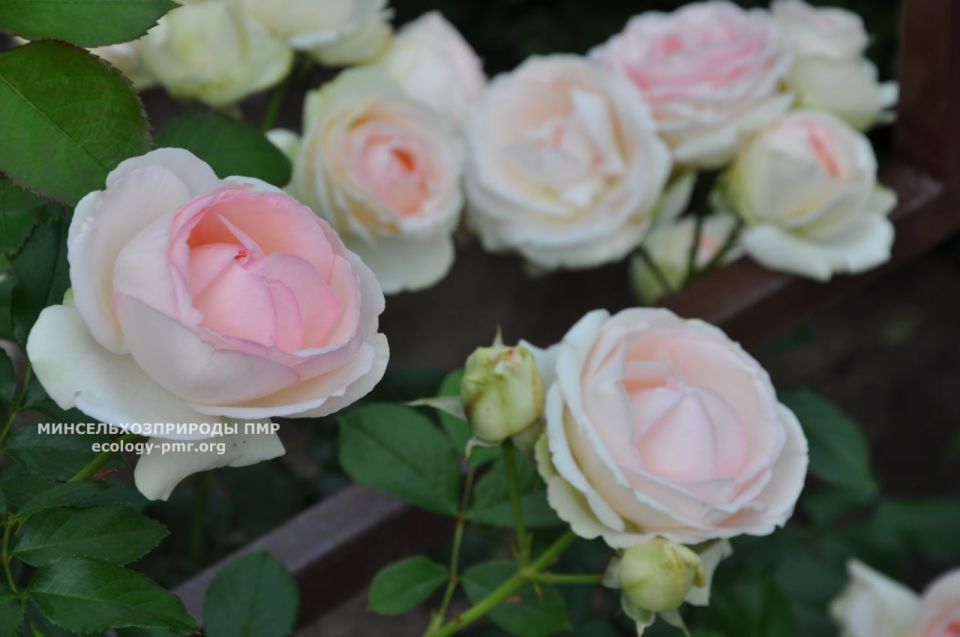 ������� ����!. ������� ������ �� �������, 17 ����