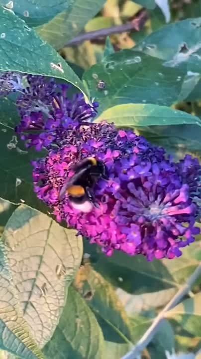 ������ �� �������