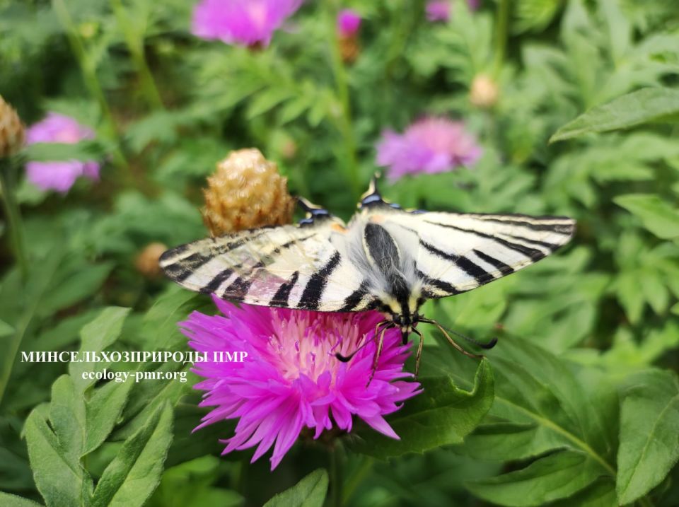 ������� ����!. ������� ������ �� �������, 18 ����