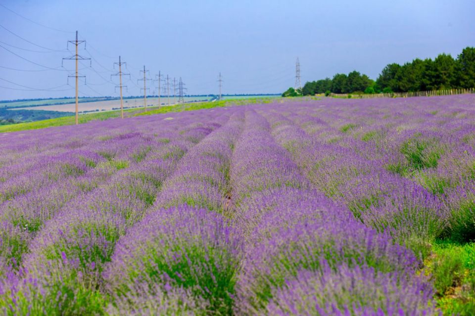 4, 5, 6 ���� � ������ ������� ��������� �������