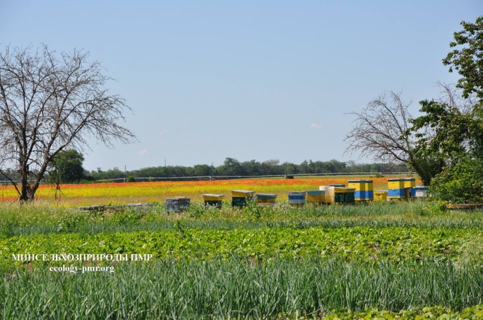 ������ ������ �� �������� ����������� �������������