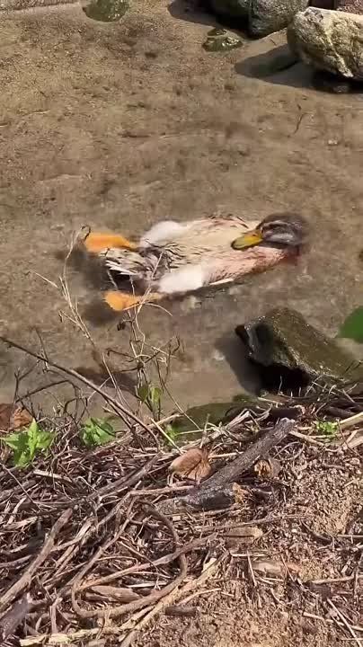  ?.          