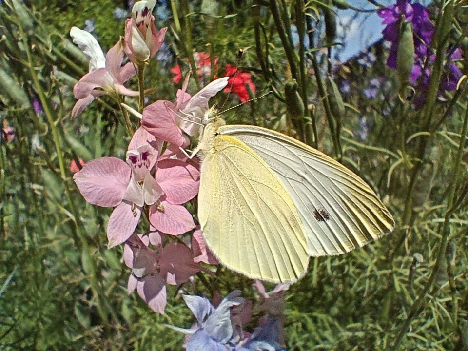 ��� �������� ��������� ����� �� ����� �� � ��, 21 ���� ��������� ���������� ����������, ���� ������� ��������������� �����