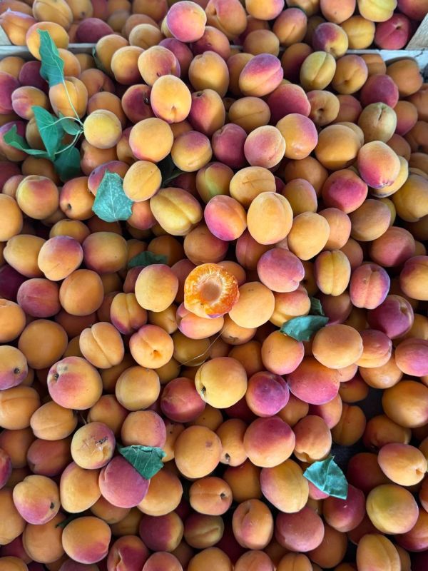 ������ ����������� ������� �������� �� �������