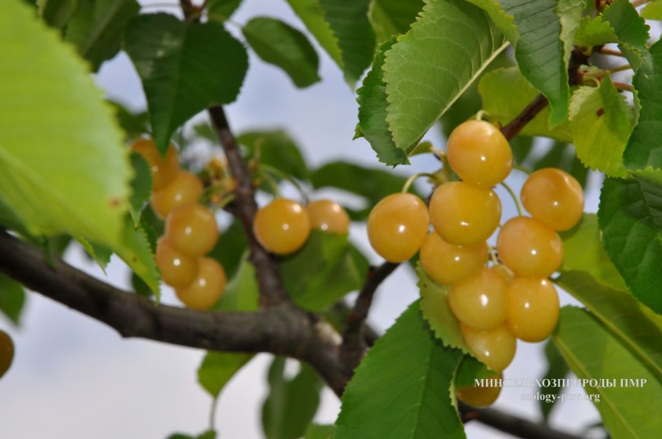 ������� ����!. ������� ������ �� �������, 24 ����