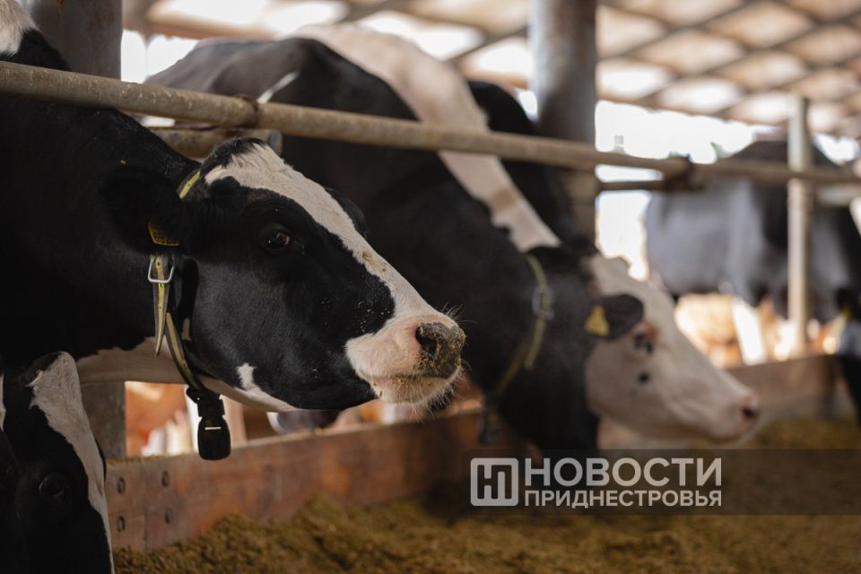 ����� ���: 4,2 �������� ������ ��������� �������� �� ������, ������� � ������������ ����������� � ������ �������� 2025 ����