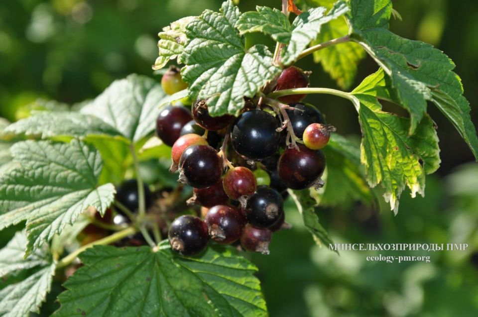 ������� ����!. ������� ������ �� �������, 25 ����