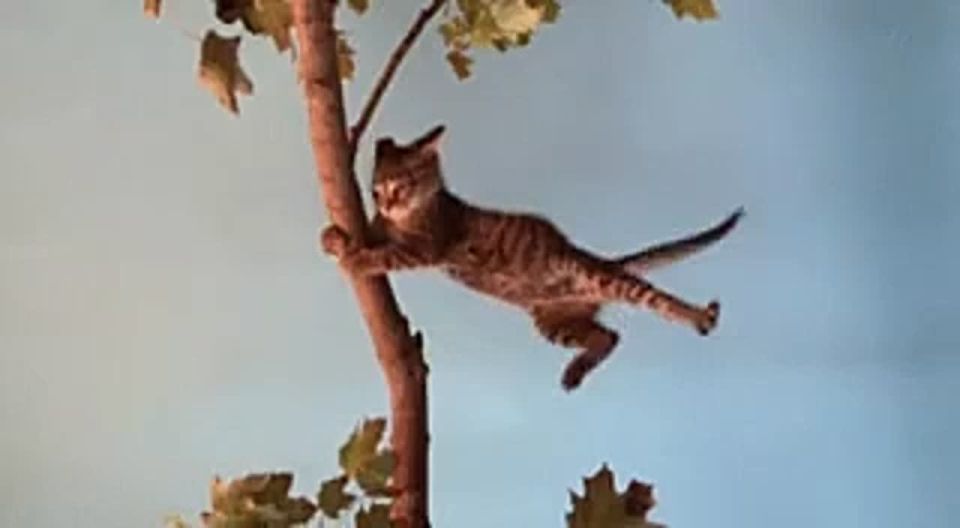 ��� ���� ��������� �� �������, ��� �� ����������